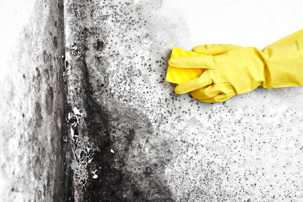 Best Industrial Mold Remediation in Bling, AR