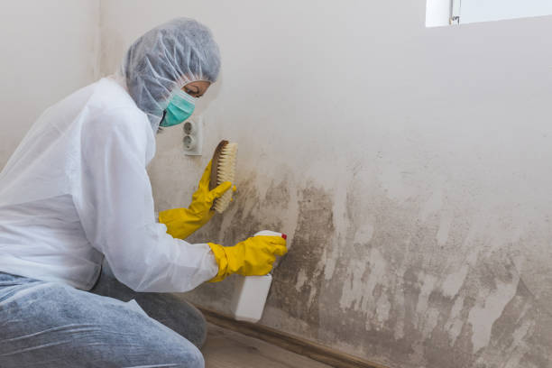 Best Health and Safety Mold Remediation in Bling, AR