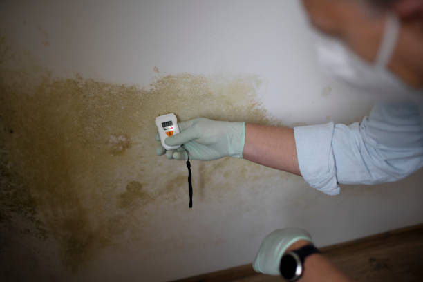 Best Post-Flood Mold Remediation in Bling, AR