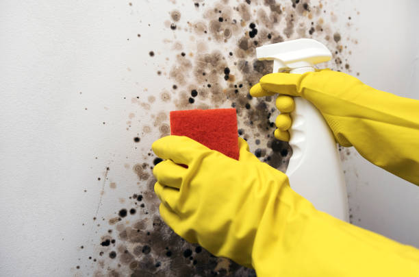 Trusted Barling, AR Mold Remediation Experts